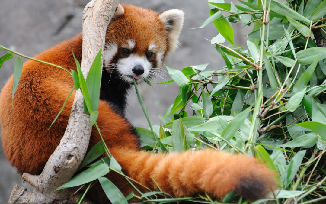 Endangered Mammals: 20 Animals at Risk of Extinction