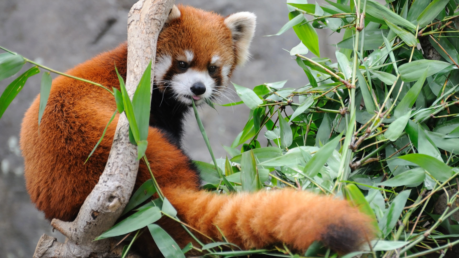 red panda - an endangered species