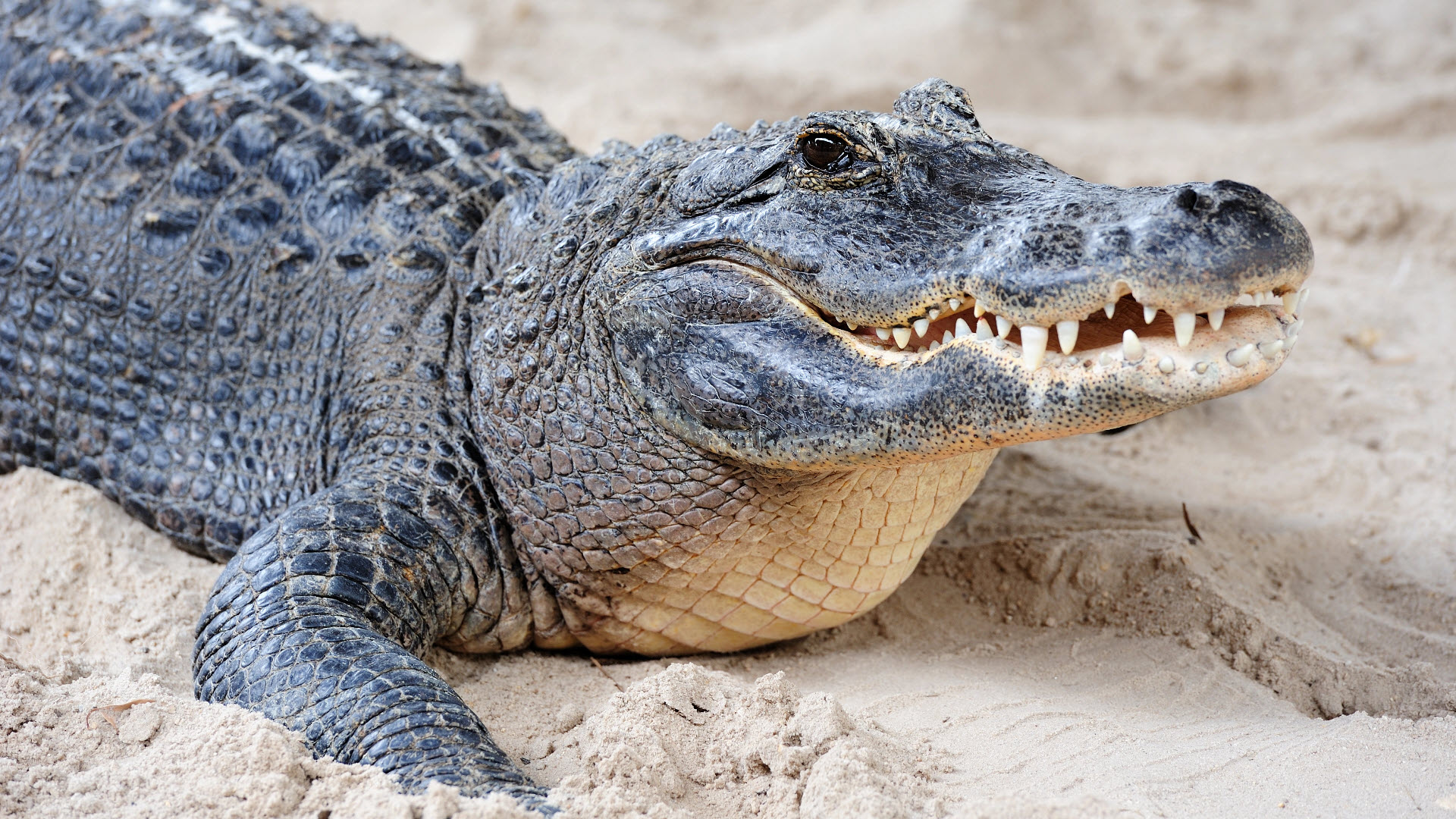 reptile - an alligator in the sand
