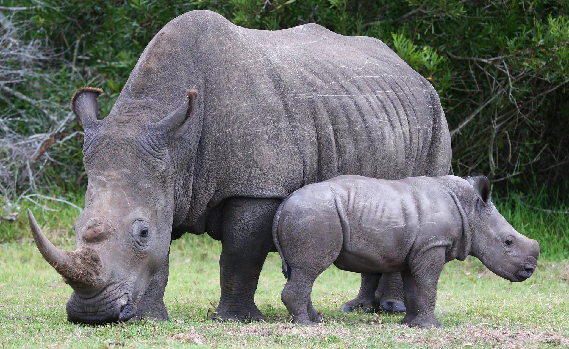 A rhino and her baby