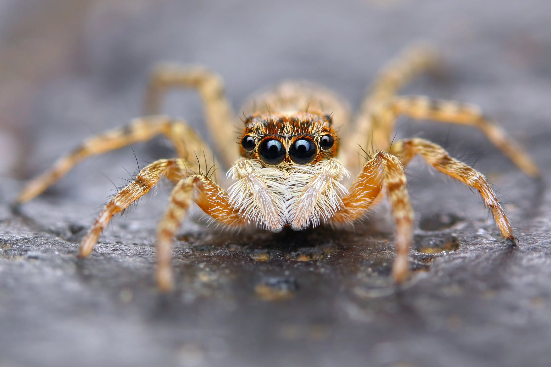 spiders are members of the arachnid class