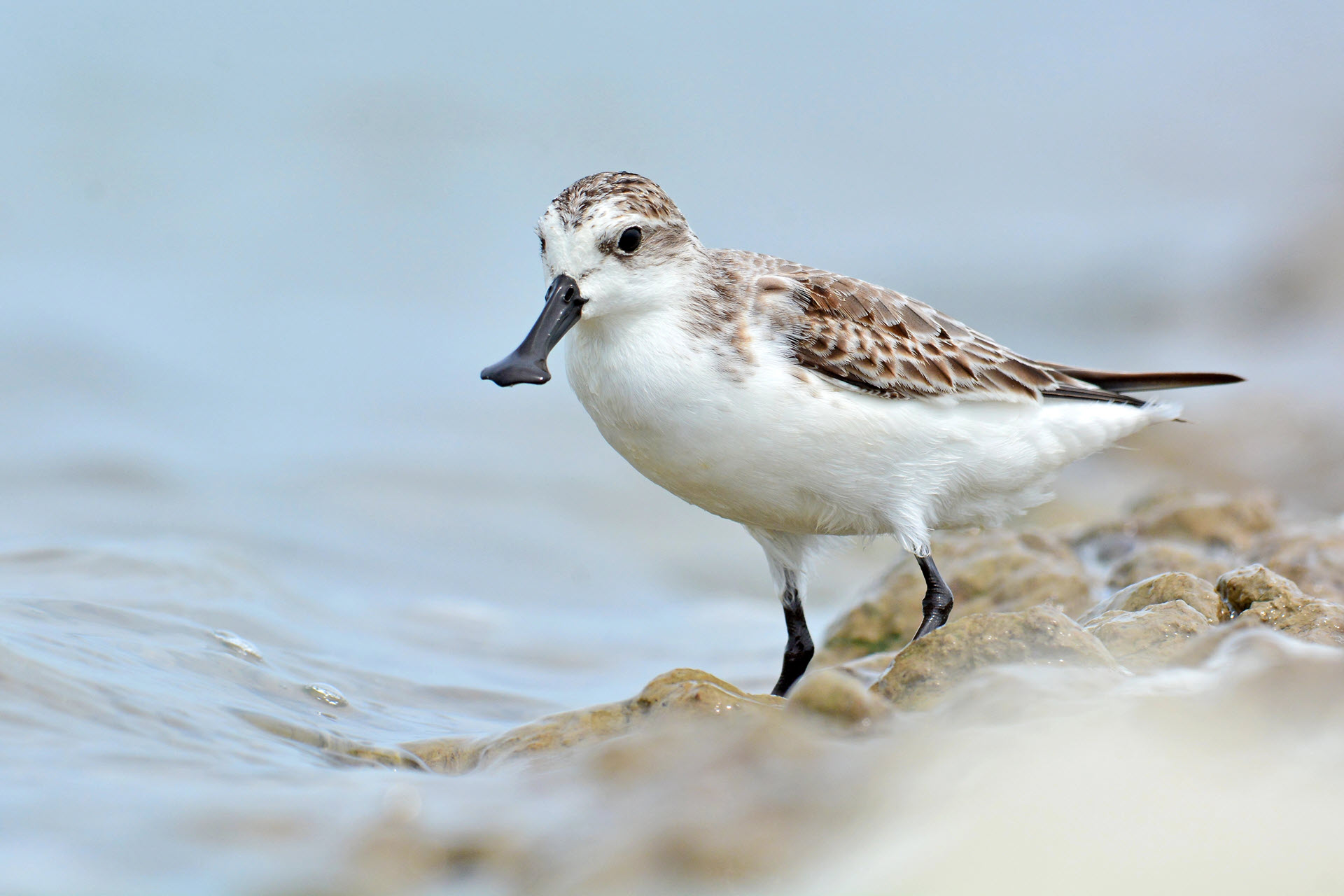 spoon-billed sandpiper critically endangered