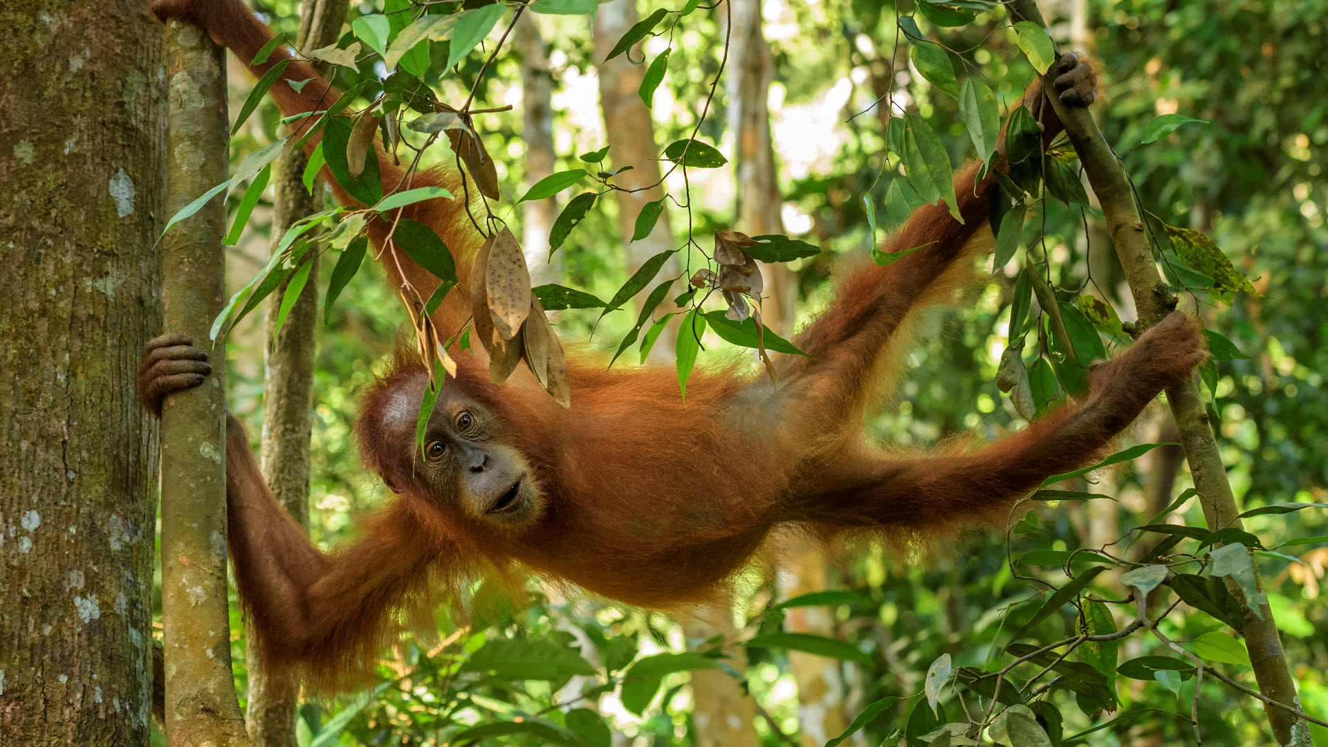 The Sumatran orangutan is an endangered species.