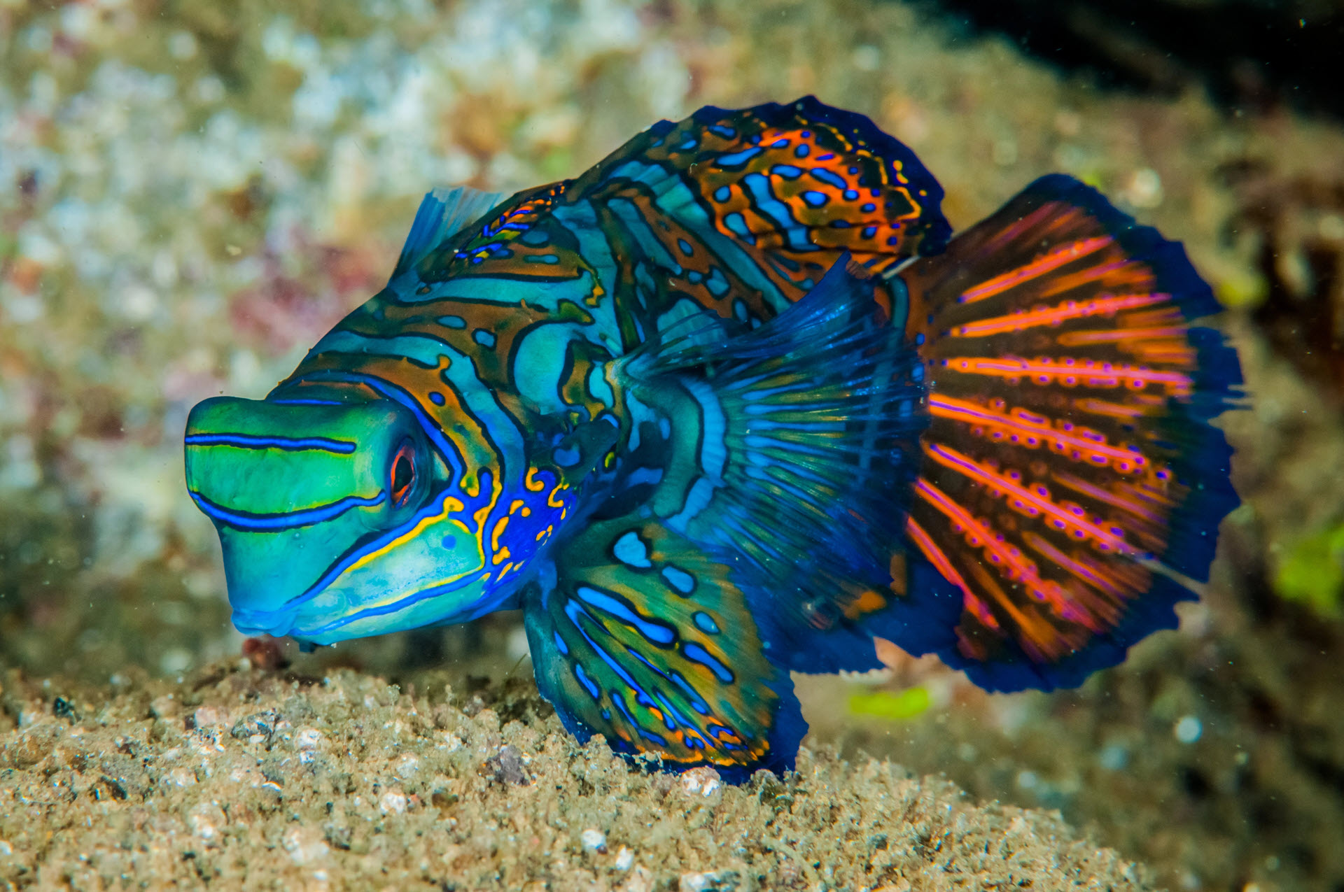 the dragonet mandarinfish is a fish