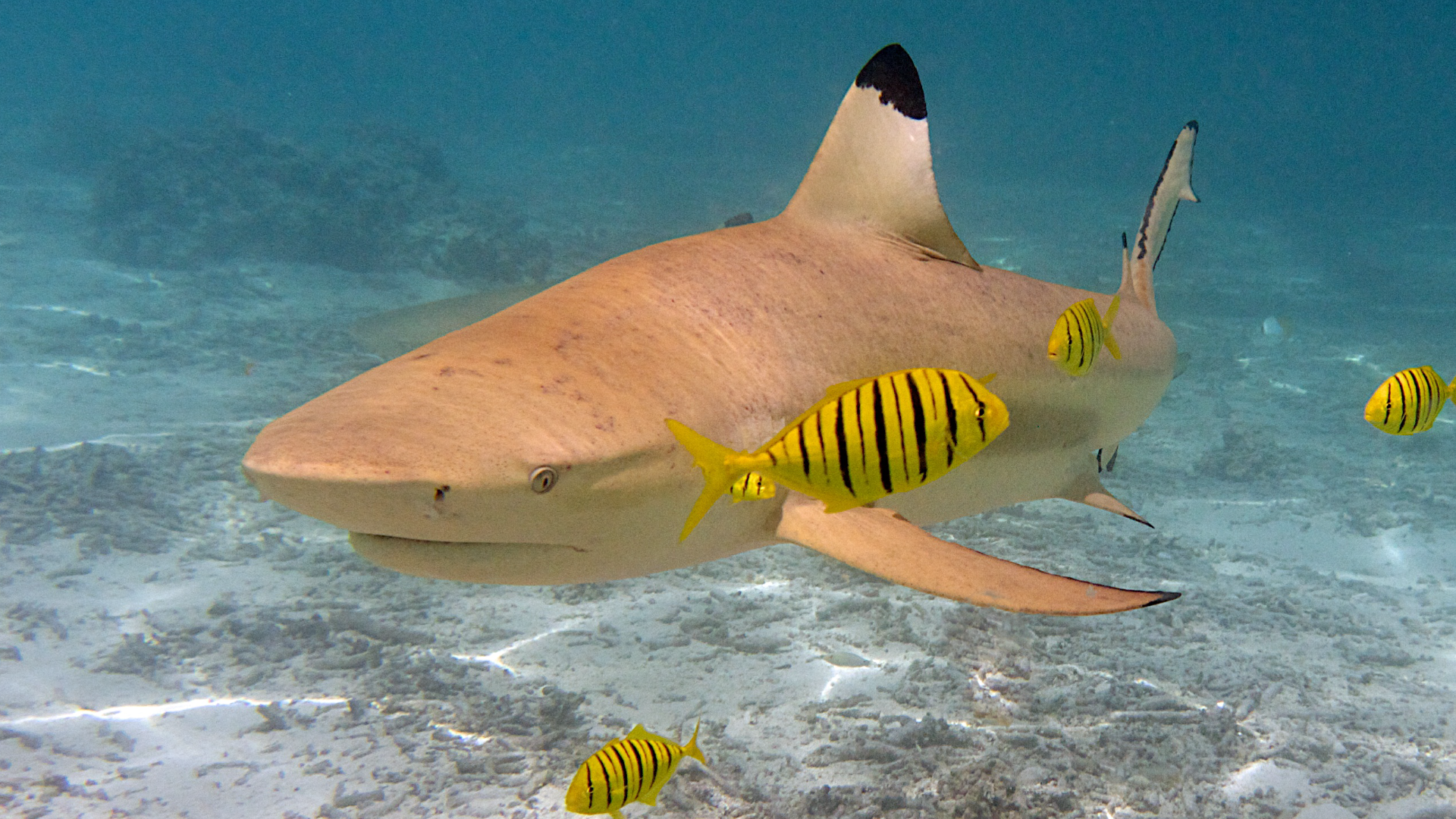 a black tip reef shark