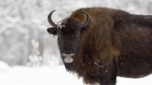 A bison is an animal