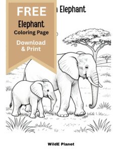 African elephant coloring page - free African elephant coloring page - free