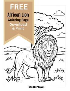 African lion coloring page -free African lion coloring page -free