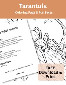 Arachnid - Tarantula Coloring Page Fun Facts Arachnid - Tarantula Coloring Page Fun Facts