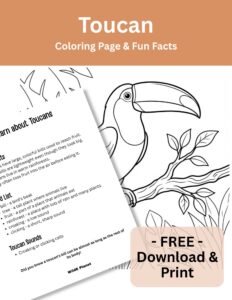 Bird - Toucan - Coloring Page Fun Facts Bird - Toucan - Coloring Page Fun Facts
