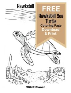Hawksbill sea turtle coloring page free Hawksbill sea turtle coloring page free