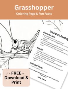 Insect - Grasshopper - Coloring Page Fun Facts Insect - Grasshopper - Coloring Page Fun Facts