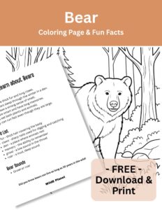 Mammals - Bear - Coloring Page Fun Facts Mammals - Bear - Coloring Page Fun Facts