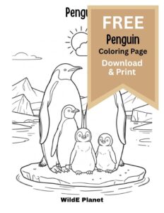 Penguin coloring page - free Penguin coloring page - free