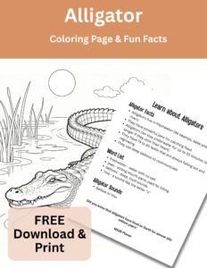 Reptile - Alligator - Coloring Page Fun Facts Reptile - Alligator - Coloring Page Fun Facts