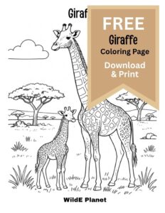 giraffe coloring page - free giraffe coloring page - free