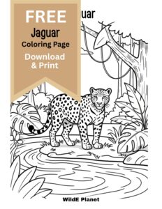 jaguar coloring page - free jaguar coloring page - free