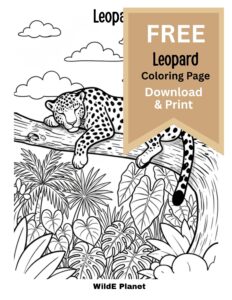 leopard coloring page - free leopard coloring page - free