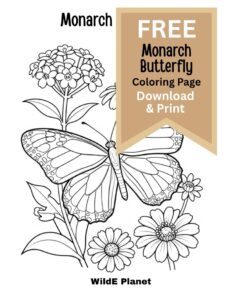 monarch butterly coloring page - free monarch butterly coloring page - free
