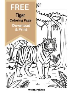 tiger coloring page - free tiger coloring page - free