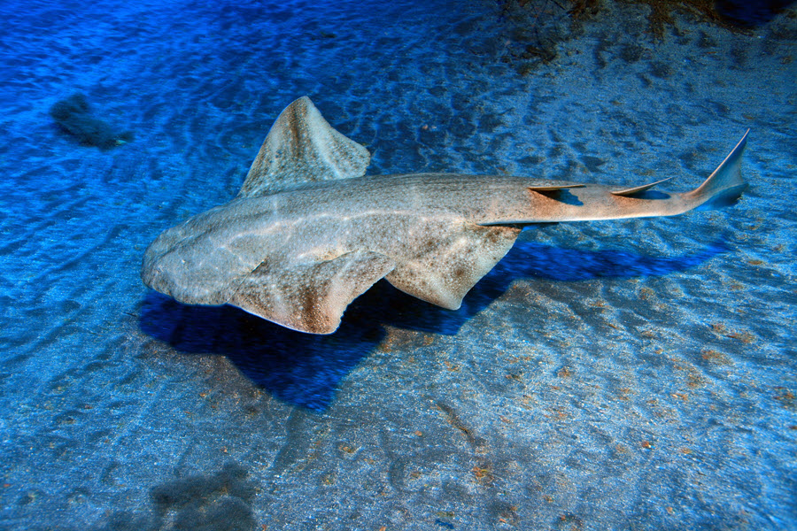 Angels Shark ocean bottom - squafina squafina