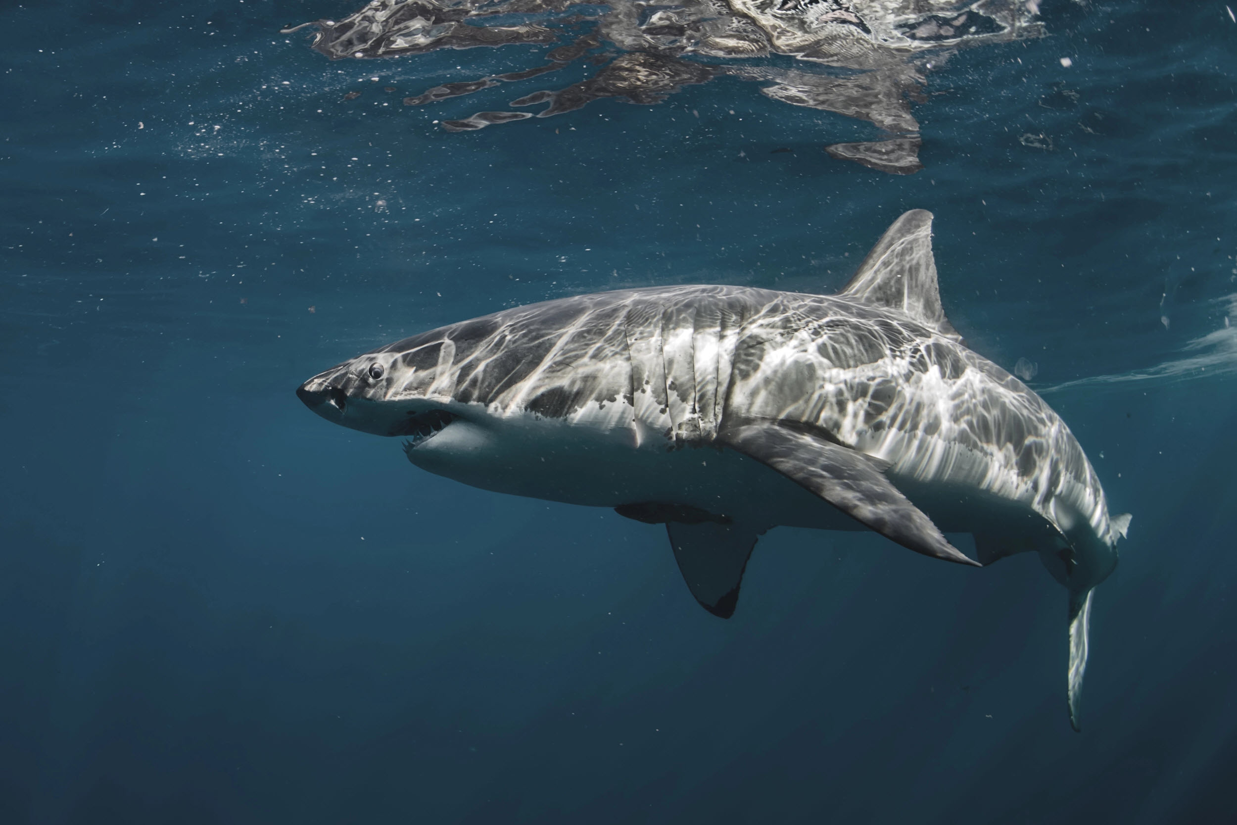 A big shark - great white shark swimming