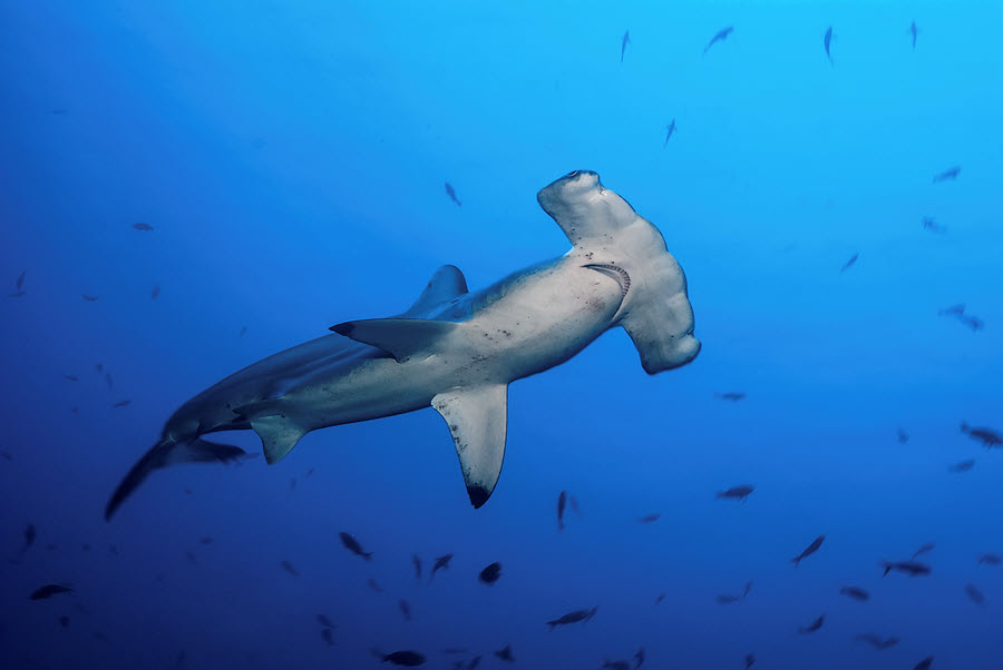 Hammerhead shark swimming with fish
