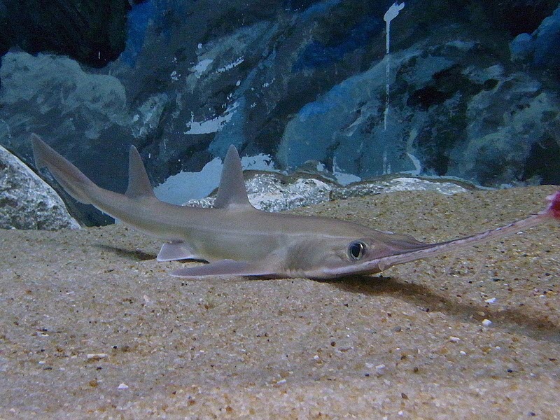 Japanese Sawfish 