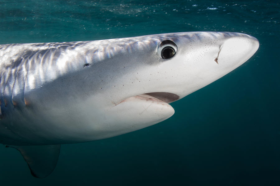 a portrait of a blue shark