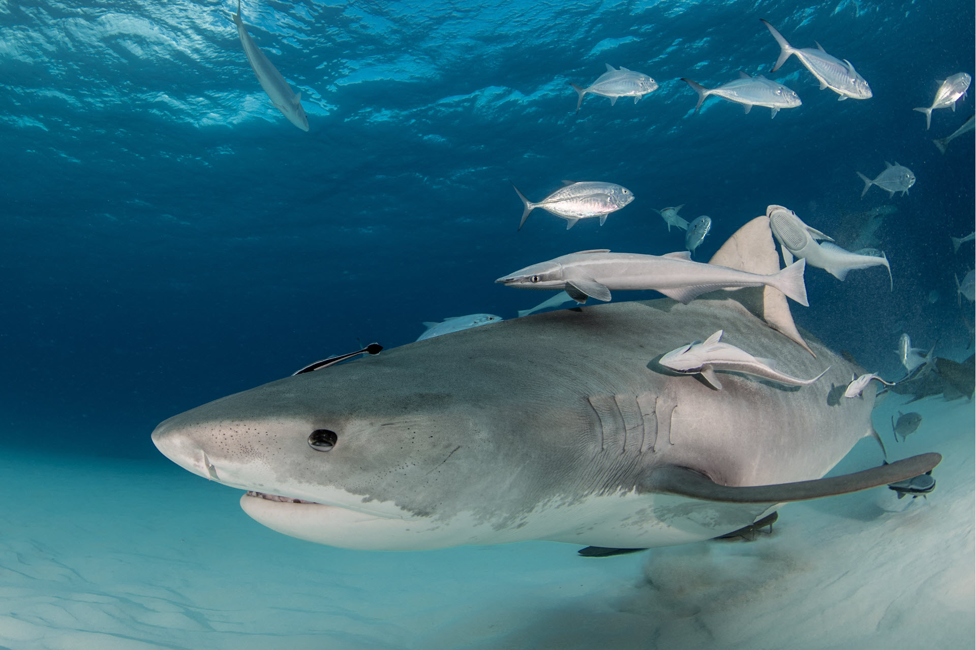 a shark swimming on ocean floor fish