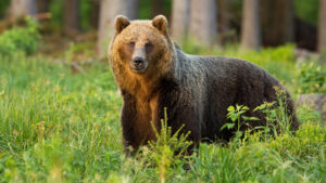 bear in his habitat