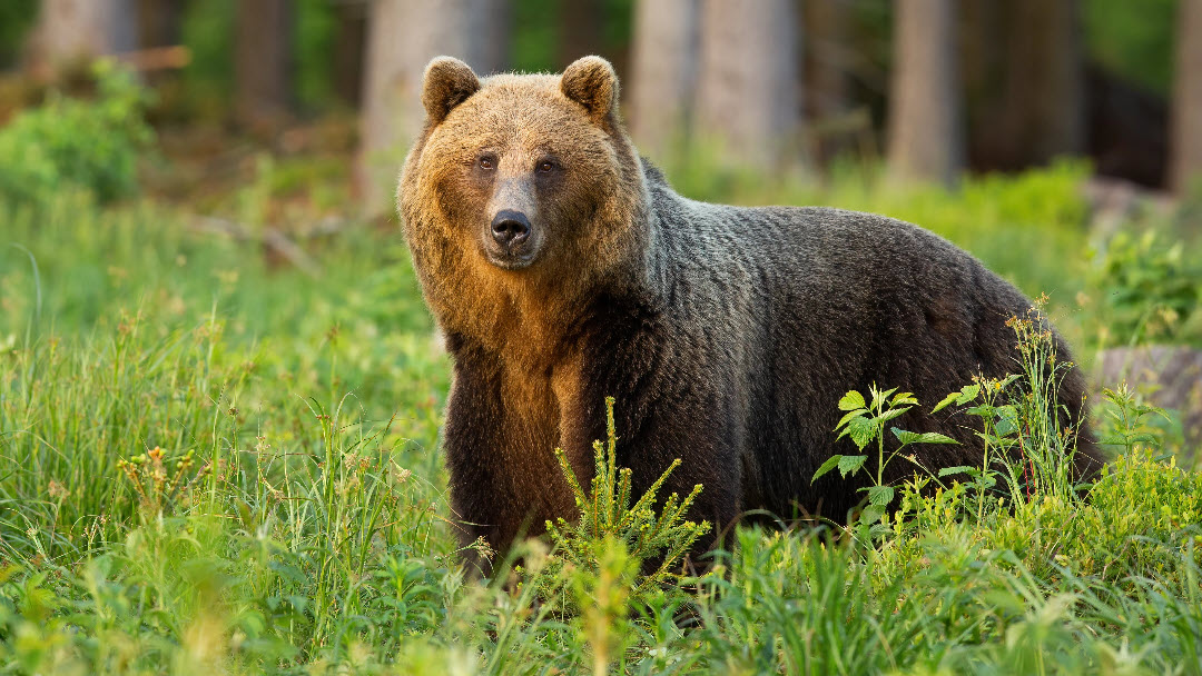 bear in his habitat bear in his habitat