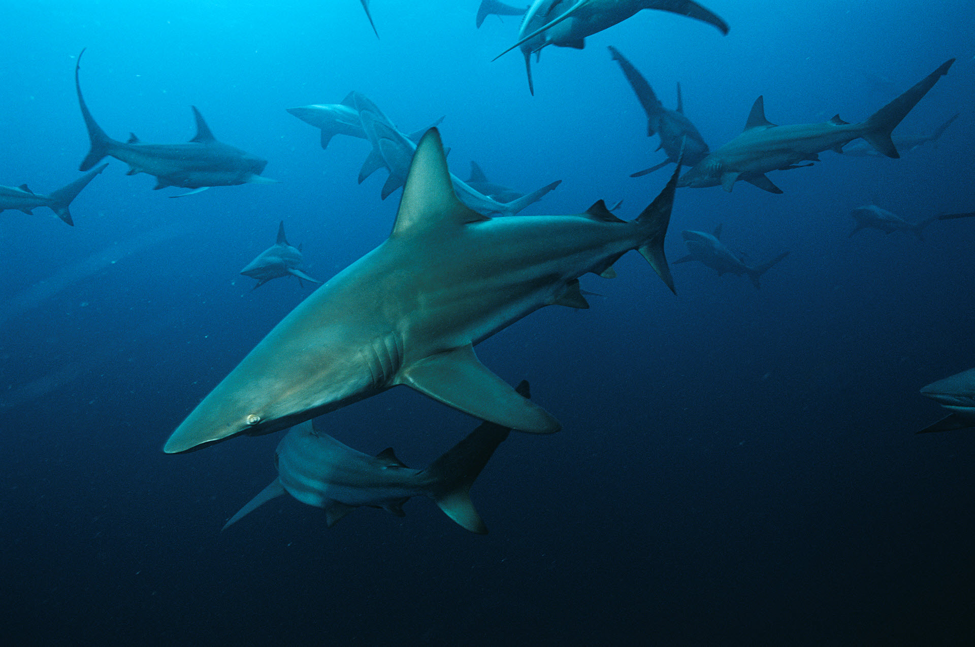 blacktip sharks group
