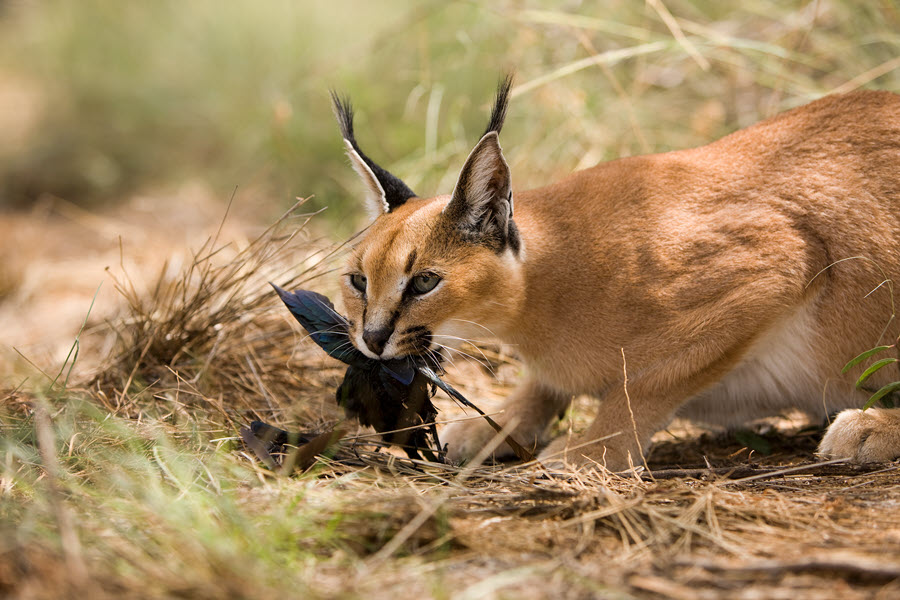 caracal hunting