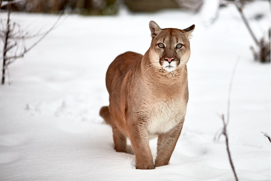 cougar in the snow