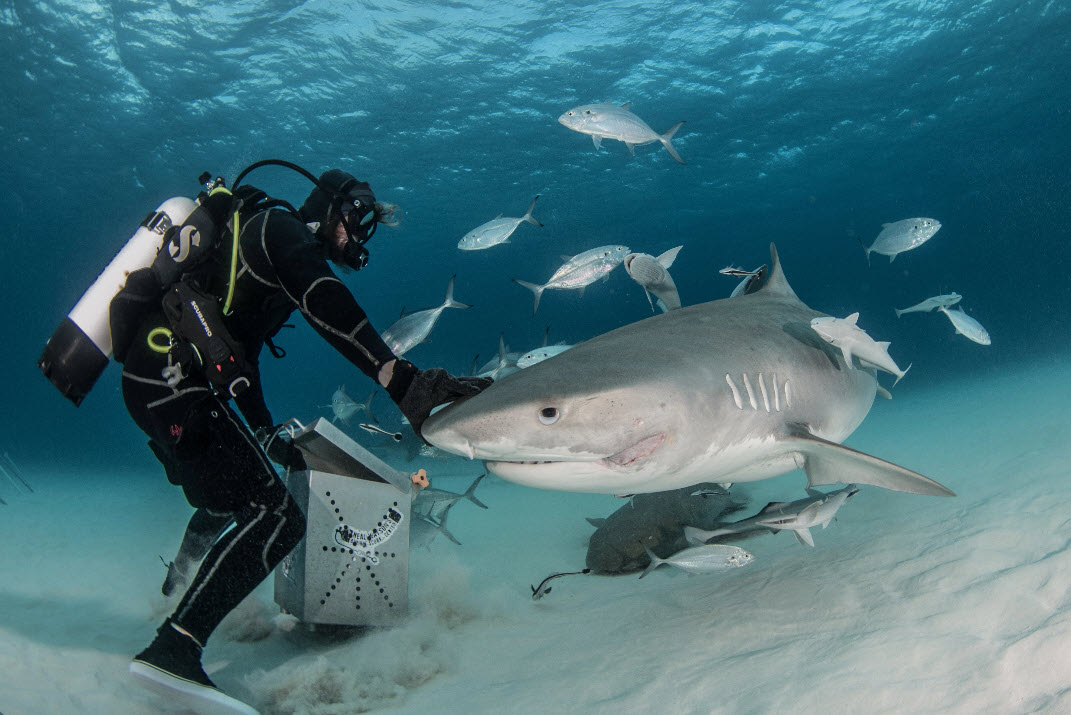 diver and shark