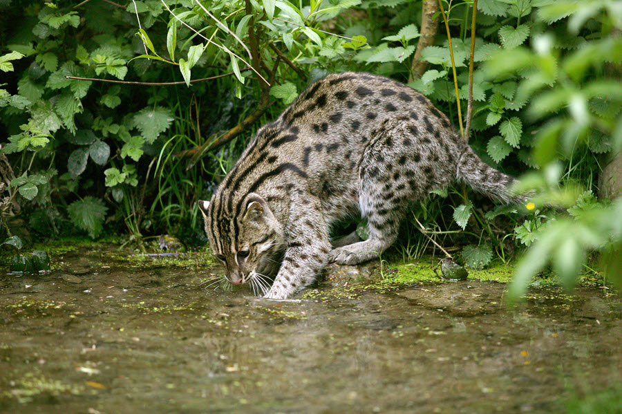 fishing cat hunting