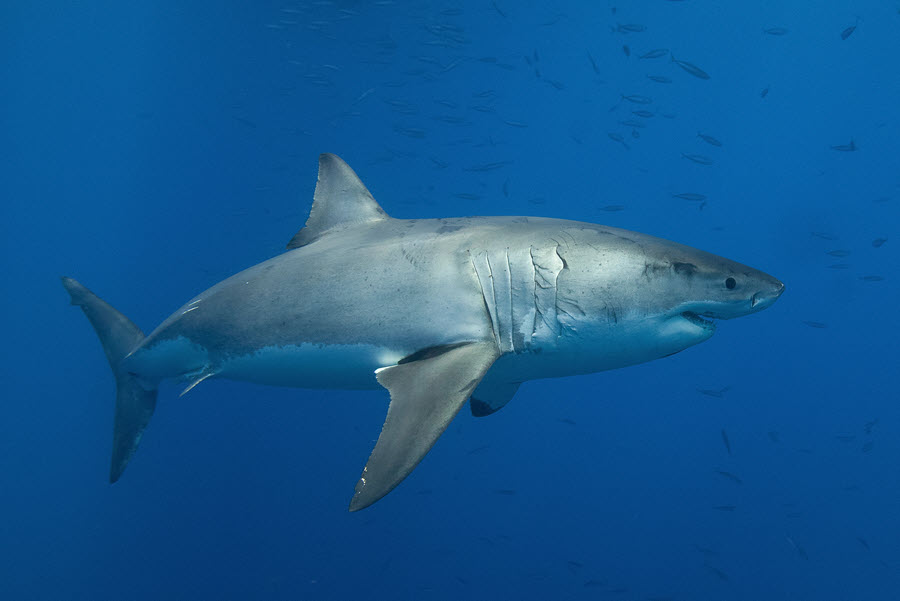 Great white mackerel shark