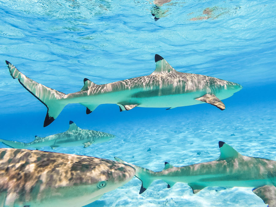 group of sharks