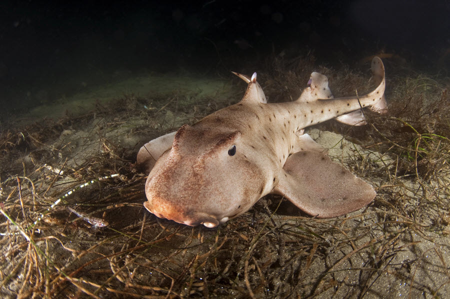 Horn shark resting on seaweed