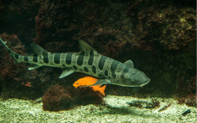 leopard shark swimming near rocks