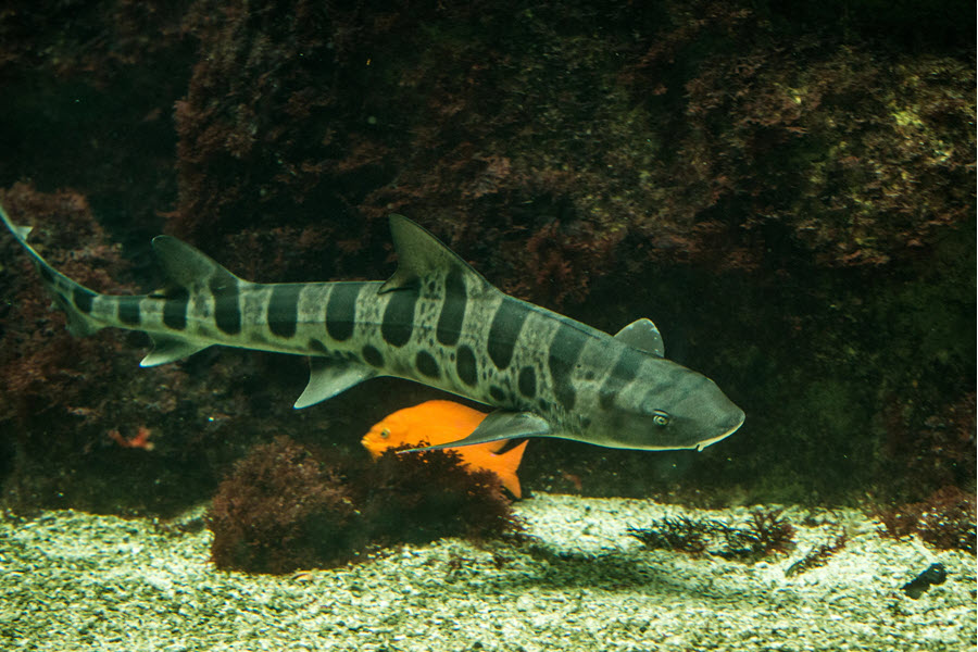 leopard shark swimming near rocks