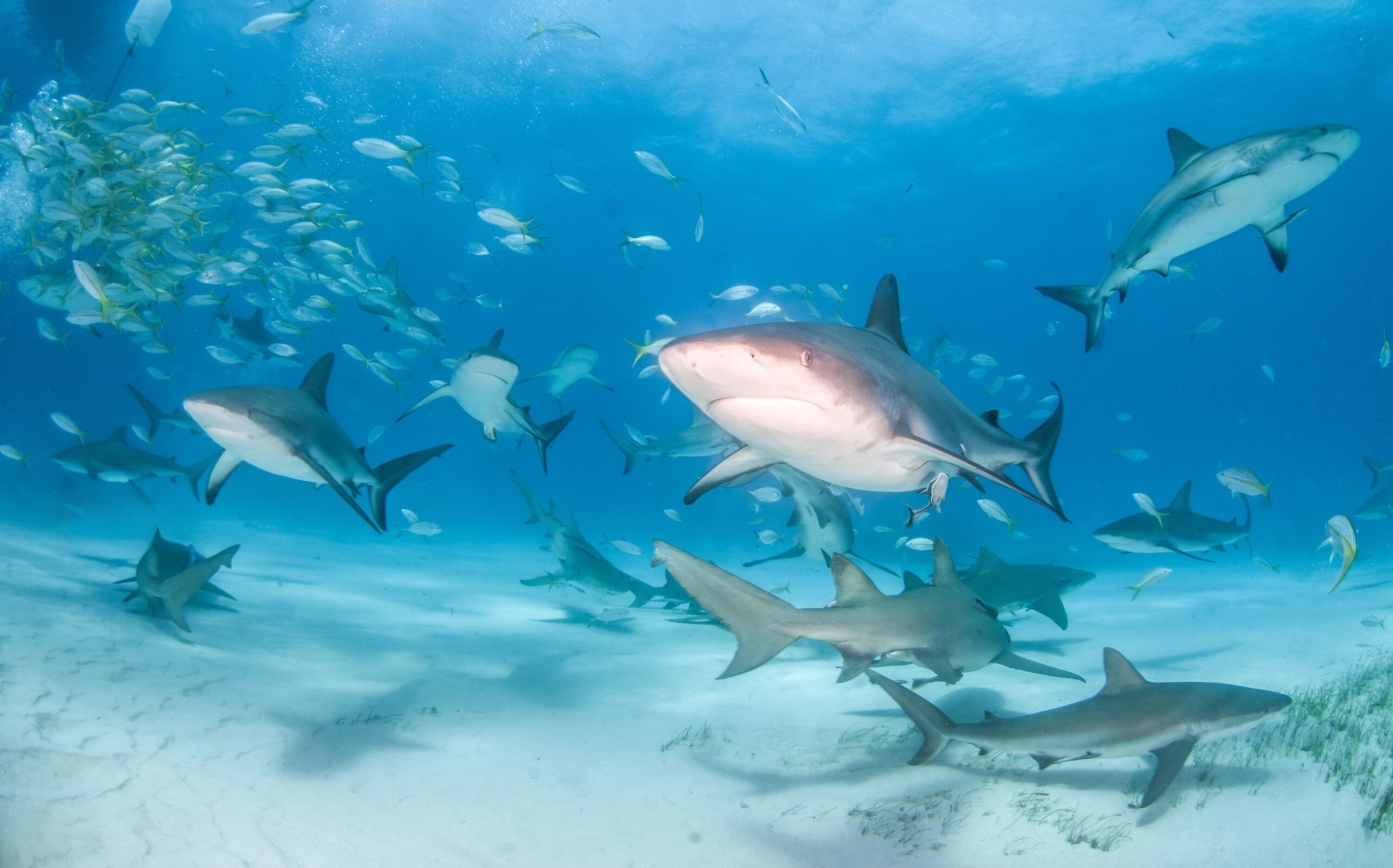 shark frontier lemon and reef sharks shark frontier lemon and reef sharks