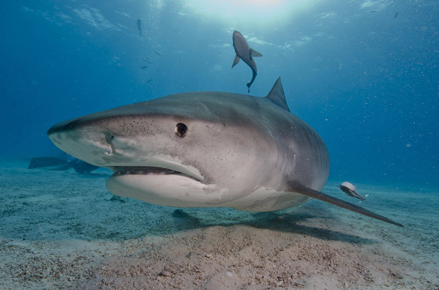 sharking looking at camera
