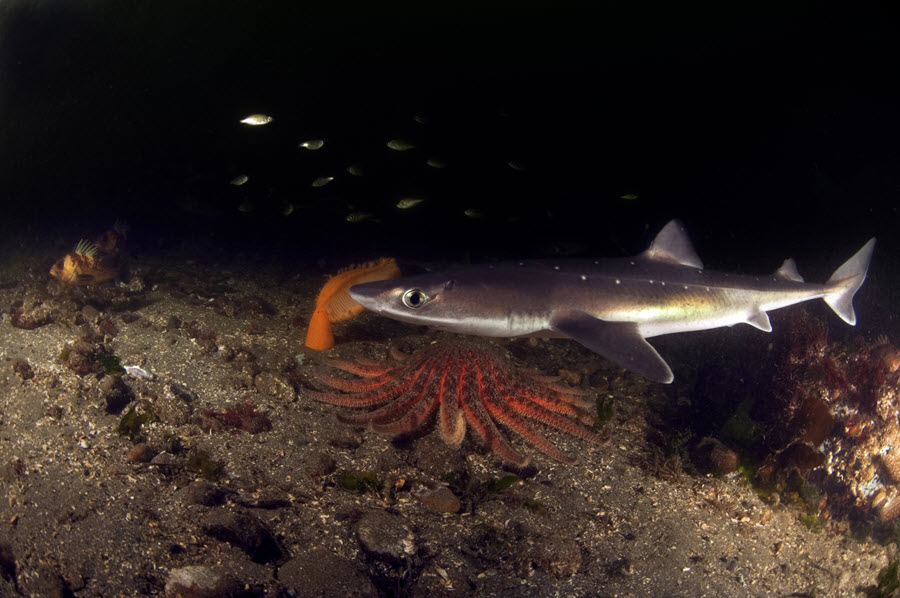 spiny dogfish shark - dogfish sharks