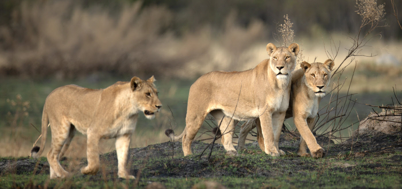 three lionesses big cats three lionesses big cats