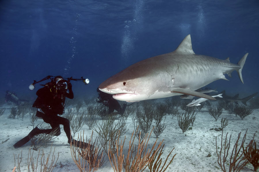 tiger shark approaching diver