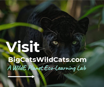 visit bigcatswildcats.com