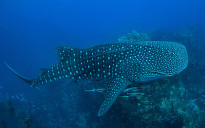 whale shark carpet shark