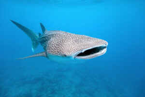 whale shark for kids ocean